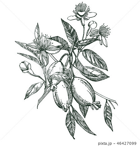 Collection of feijoa fruit, flower, leaves and feijoa slice. Vector hand drawn illustration. Collection of feijoa fruit, flower, leaves and feijoa slice. Vector hand drawn illustration. 46427099