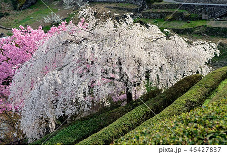 高知県仁淀川町別枝　山峡の桜 46427837
