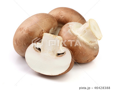 Royal Brown champignon with half isolated on white background 46428388