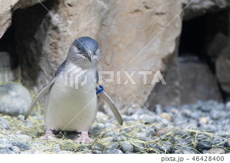 フェアリーペンギン・ブルーペンギン・Eudyptula minor novaehollandiae 46428400