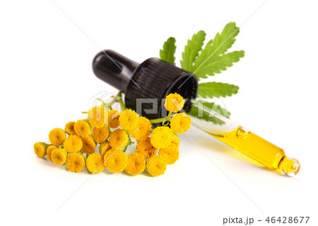 essential tansy oil with flowers and leaf isolated on white background 46428677