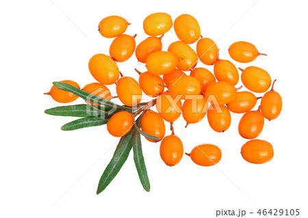 Sea buckthorn. Fresh ripe berry with leaves isolated on white background. Top view. Flat lay pattern 46429105