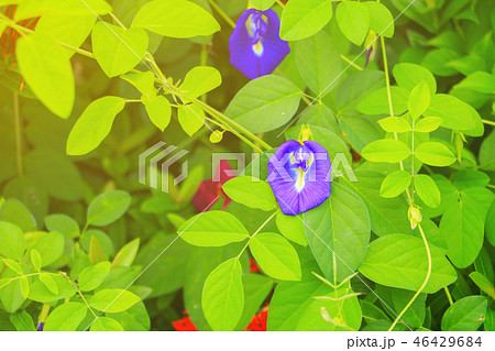 Butterfly pea flower Blue pea and leaf in nature Butterfly pea flower Blue pea and leaf in nature 46429684