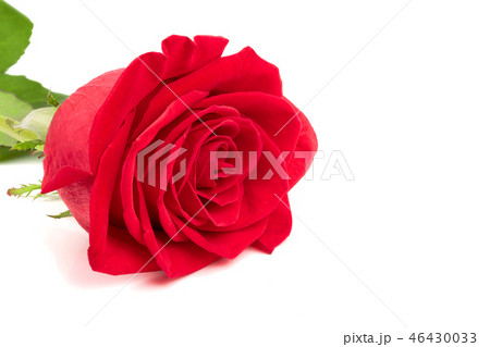 beautiful red rose isolated on white background beautiful red rose isolated on white background 46430033