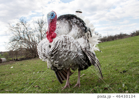 turkey male or gobbler closeup on green grass with blue sky 46430134