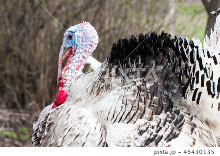 Portrait of a turkey male or gobbler closeup on a green background 46430135