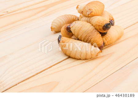 Red palm weevil on the wooden floor background Red palm weevil on the wooden floor background 46430189