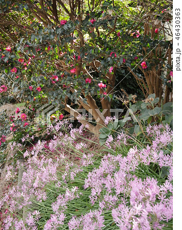 ネリネ咲く 46430363