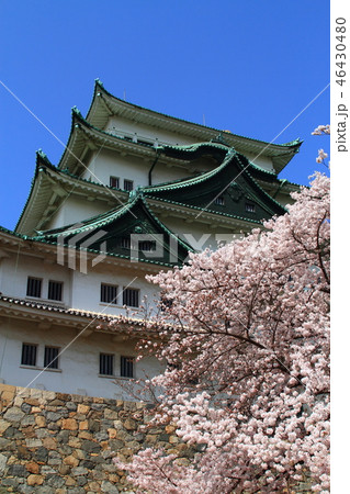 満開の桜と名古屋城 満開の桜と名古屋城 46430480