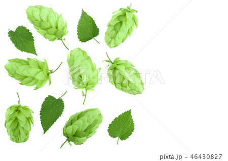 hop cones with leaves isolated on white background with copy space for your text. Top view. Flat lay 46430827