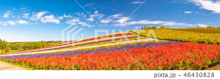 北海道 美瑛町 四季彩の丘 展望花畑 46430828