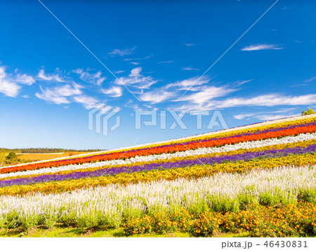 北海道 美瑛町 四季彩の丘 展望花畑の写真素材