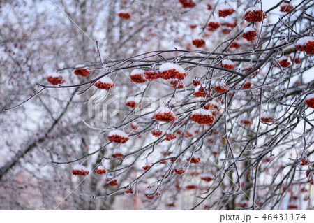 Clusters of Rowan on snow-covered branches Clusters of Rowan on snow-covered branches 46431174