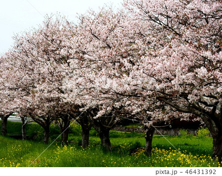 桜並木 46431392