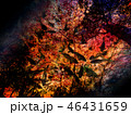 紅葉と鯉の背景画像 46431659
