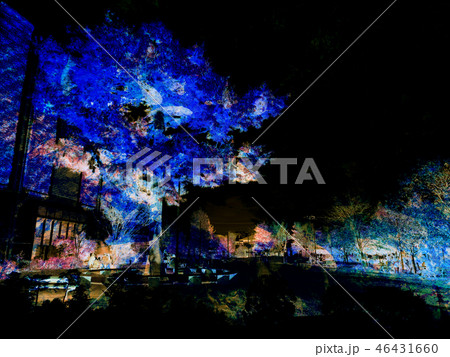青い木の背景画像 青い木の背景画像 46431660