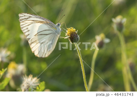 Striped Albatross butterfly on flower and green Striped Albatross butterfly on flower and green 46431743