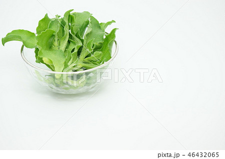 アイスプラント 46432065