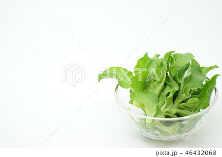 アイスプラント 46432068