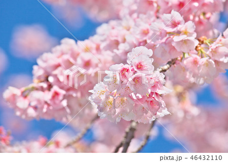 青空に咲く桜    自然風景 46432110