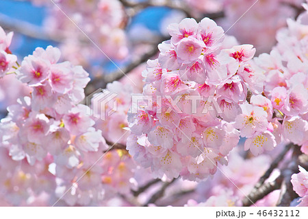 青空に咲く桜    自然風景 46432112
