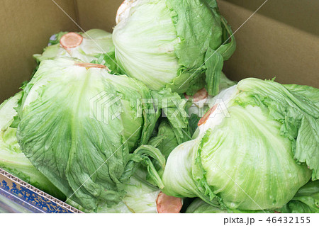 レタス  46432155