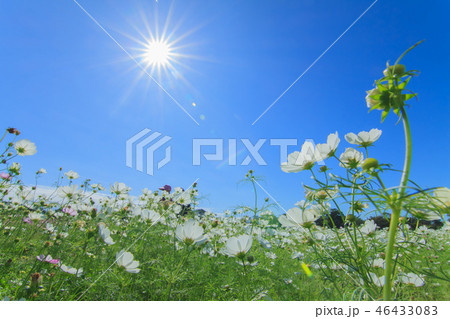 アキザクラ コスモ コスモス 46433083