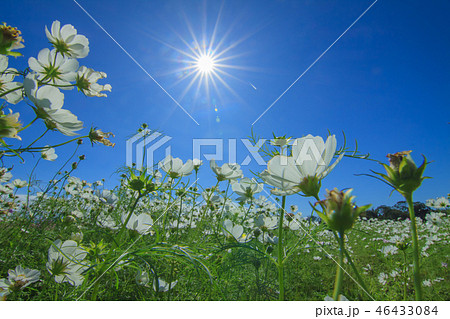 アキザクラ コスモ コスモス 46433084
