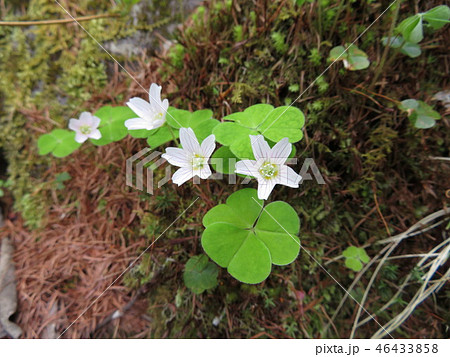 コミヤマカタバミの花 コミヤマカタバミの花 46433858