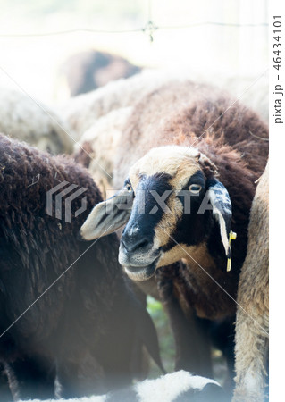flock brown sheep in farm with tag on ear flock brown sheep in farm with tag on ear 46434101