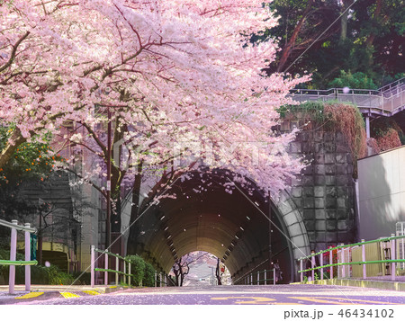 愛宕トンネルと桜 愛宕トンネルと桜 46434102