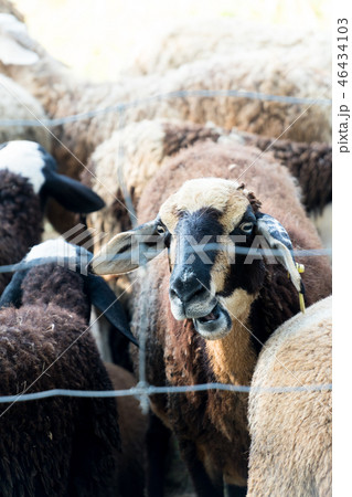 flock brown sheep in farm with tag on ear flock brown sheep in farm with tag on ear 46434103