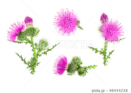 milk thistle flower isolated on white background. Top view. Flat lay pattern 46434238