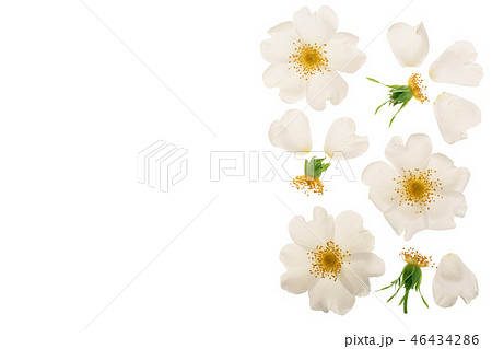 Rosehip flower isolated on white background with copy space for your text 46434286