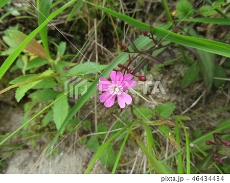 タカネビランジの花 46434434