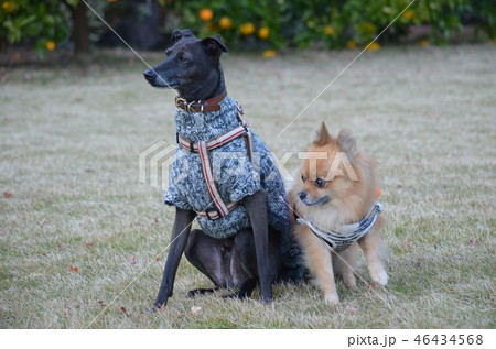 イタグレ 46434568