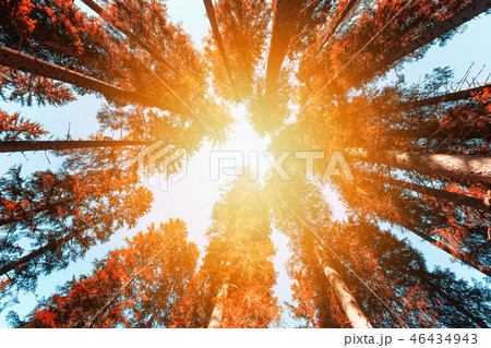 Abstract tree top at Dolomites mountains 46434943