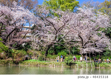 東京 井の頭公園の桜 東京 井の頭公園の桜 46435318