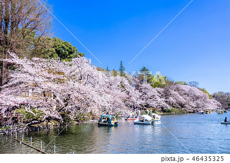 東京　井の頭公園の桜 46435325