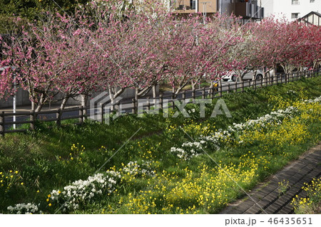 桃の花と菜の花 46435651