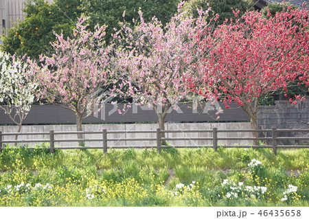 桃の花と菜の花 46435658