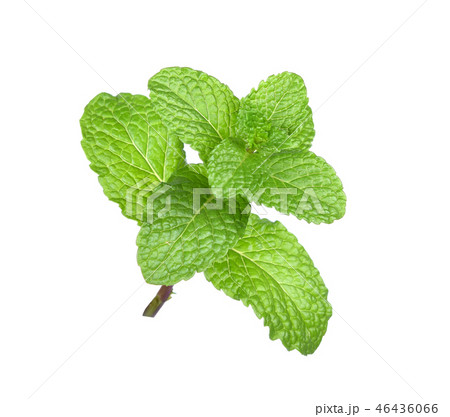 mint leaf isolated on white background mint leaf isolated on white background 46436066