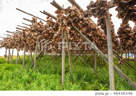 Cod stockfish drying on racks, Lofoten islands Norway 46436346