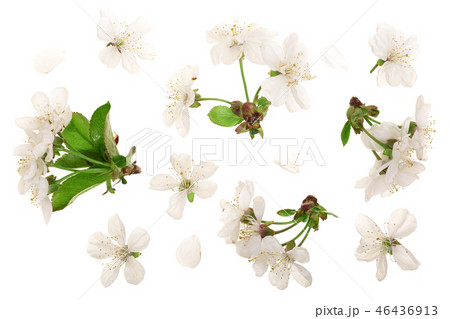 Branch with cherry flowers isolated on white background. Top view. Flat lay Branch with cherry flowers isolated on white background. Top view. Flat lay 46436913