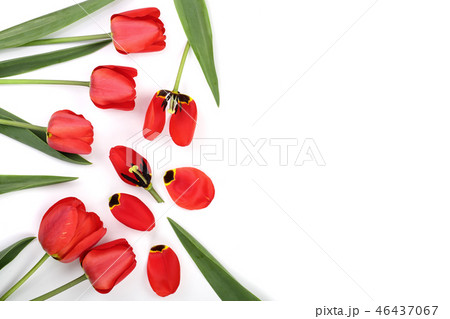 Beautiful red tulips on white background with copy space for text. Top view, flat lay Beautiful red tulips on white background with copy space for text. Top view, flat lay 46437067