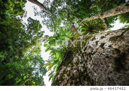 Sunlight Through Green Tree - Low angle view Sunlight Through Green Tree - Low angle view 46437482