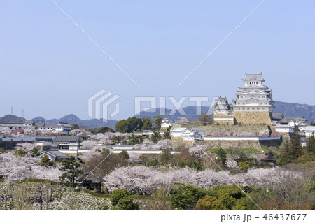 兵庫県・姫路城・春・満開の桜 46437677