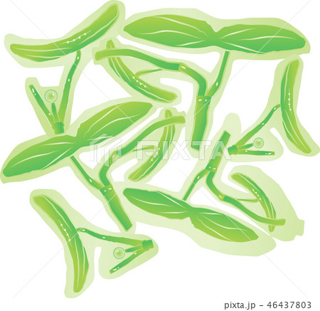 ジュンサイ ジュンサイ 46437803