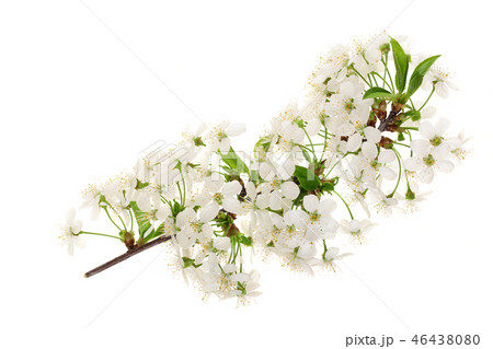 Branch with pear flowers isolated on white background. Top view. Flat lay Branch with pear flowers isolated on white background. Top view. Flat lay 46438080