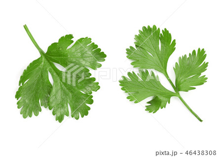 cilantro or coriander leaves isolated on white background. Top view. Flat lay pattern 46438308